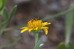 Bushy seaside tansy